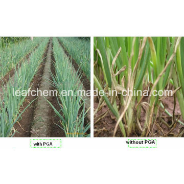 Agricultura / Cosméticos / Alimentos / Médicos Grade Gamma Poly Glutamic Acid Y PGA